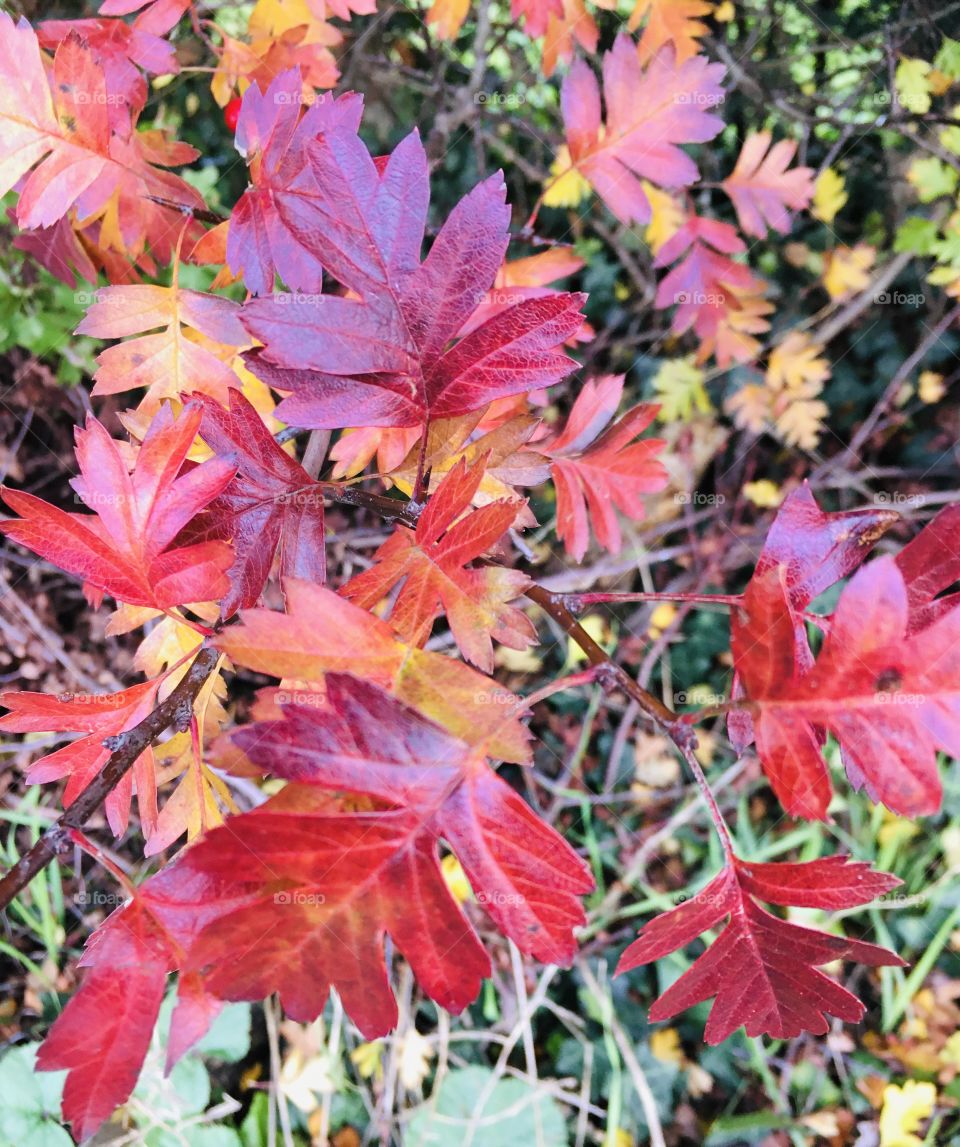 A beautiful array of Autumn colour leaves found in the English Countryside in close up. 