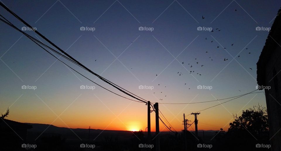 birds flying next to the street lights during the sunset