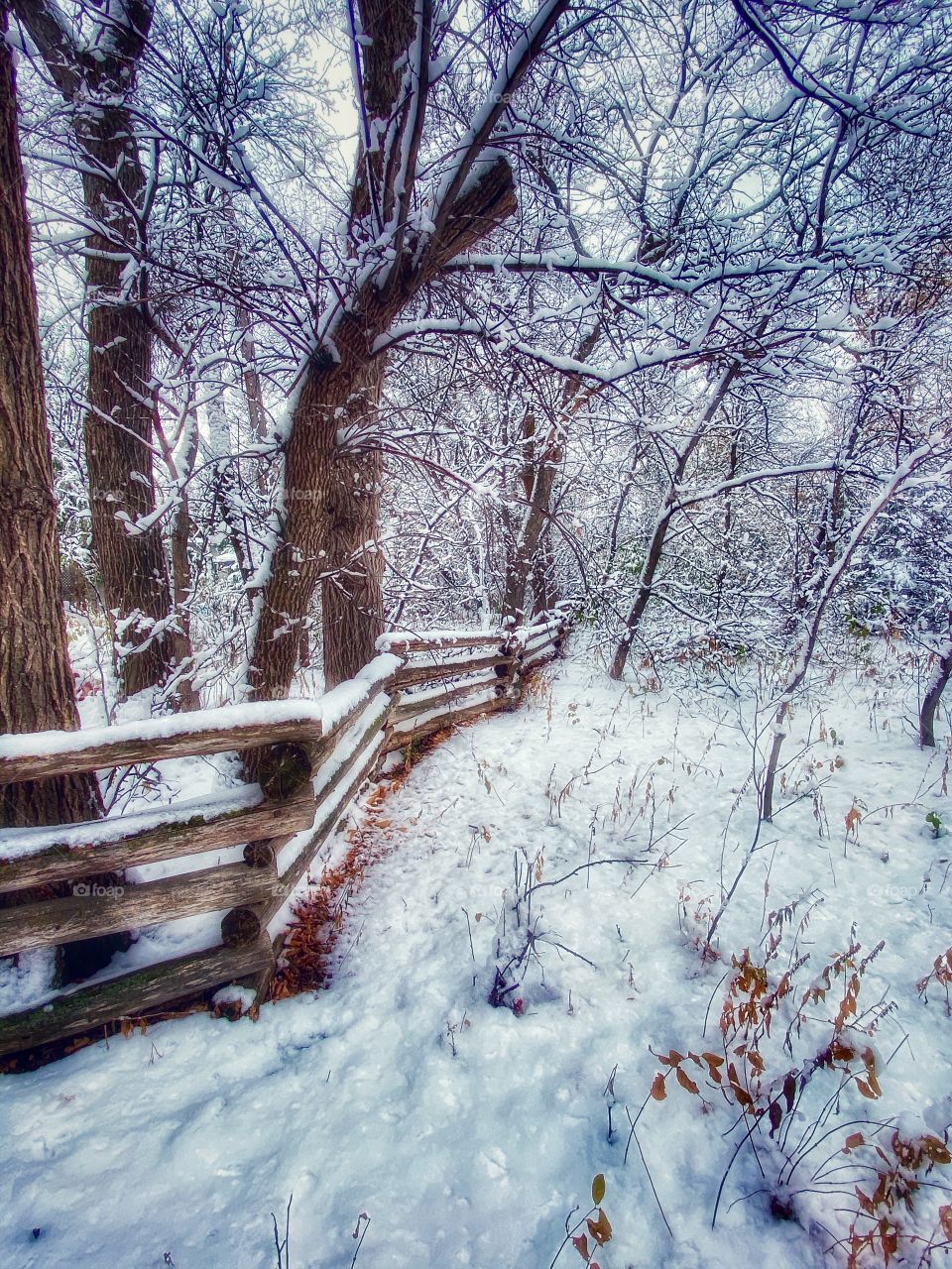 A walk through the park