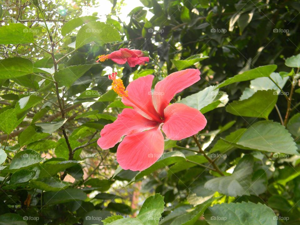 Blooming beauty of nature can be spotted in this story telling picture.📸❤️