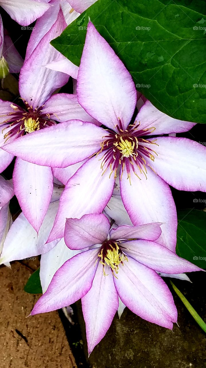 Beautiful purple clematis blossoms
