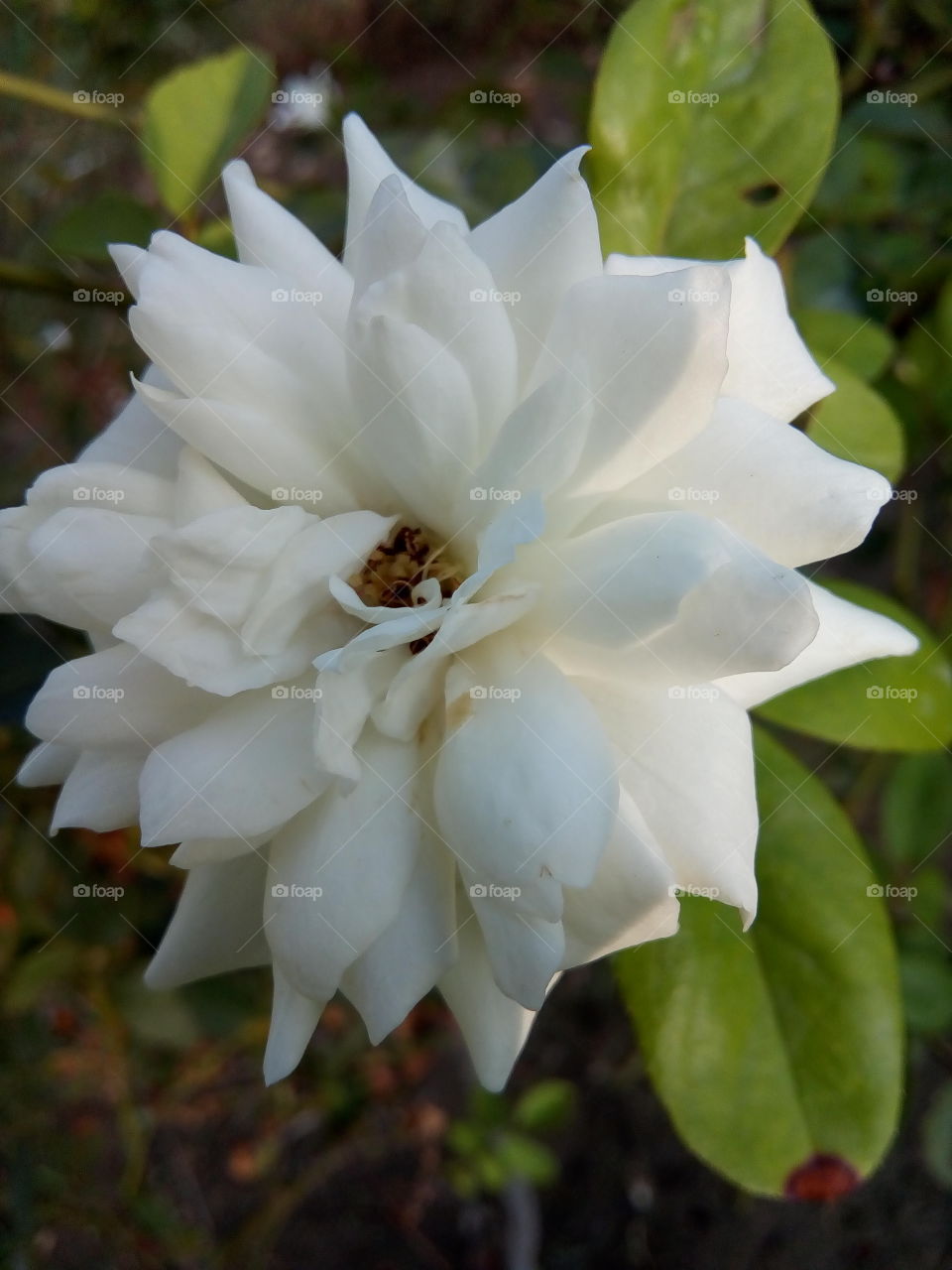 a beautiful flower in a garden