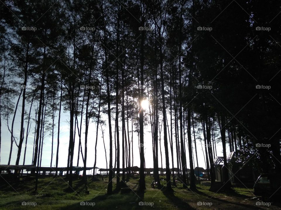 forest Pinus beach part 2