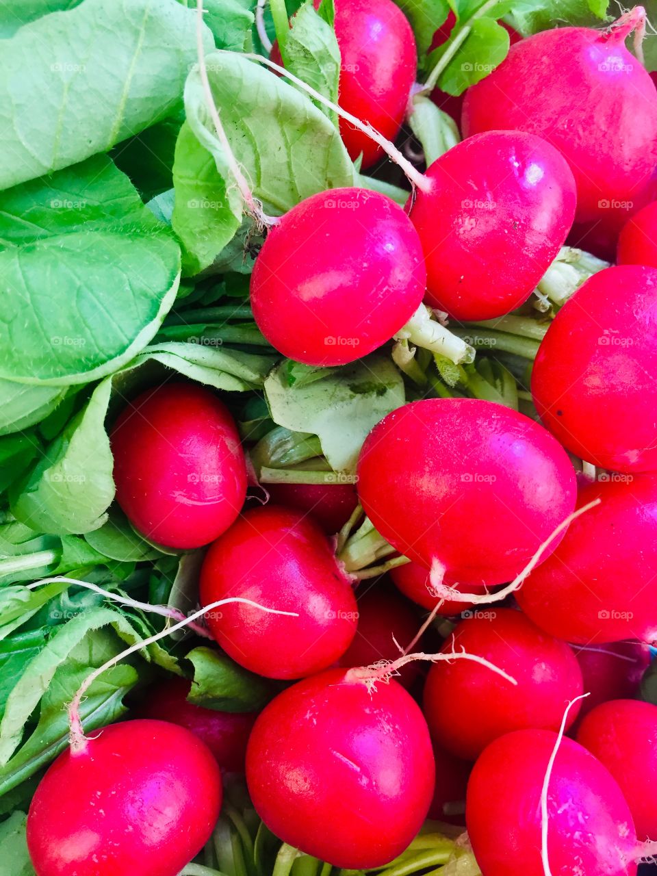 Red radish