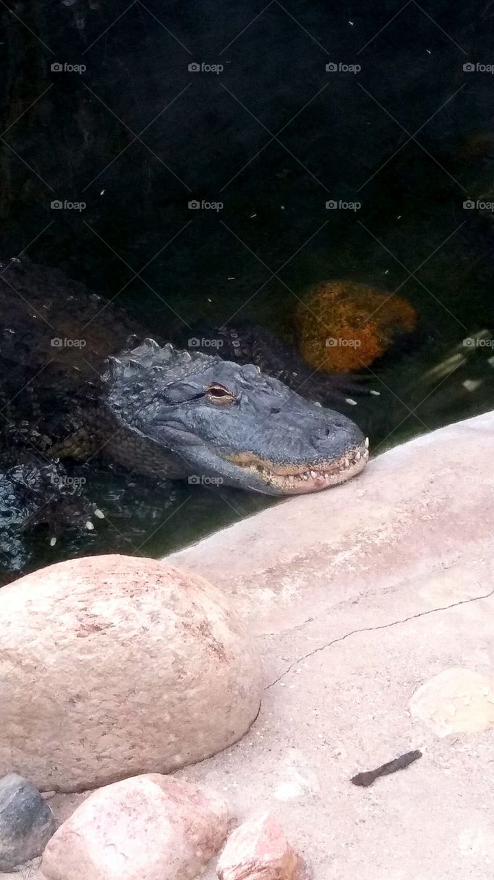 croc at zoo
