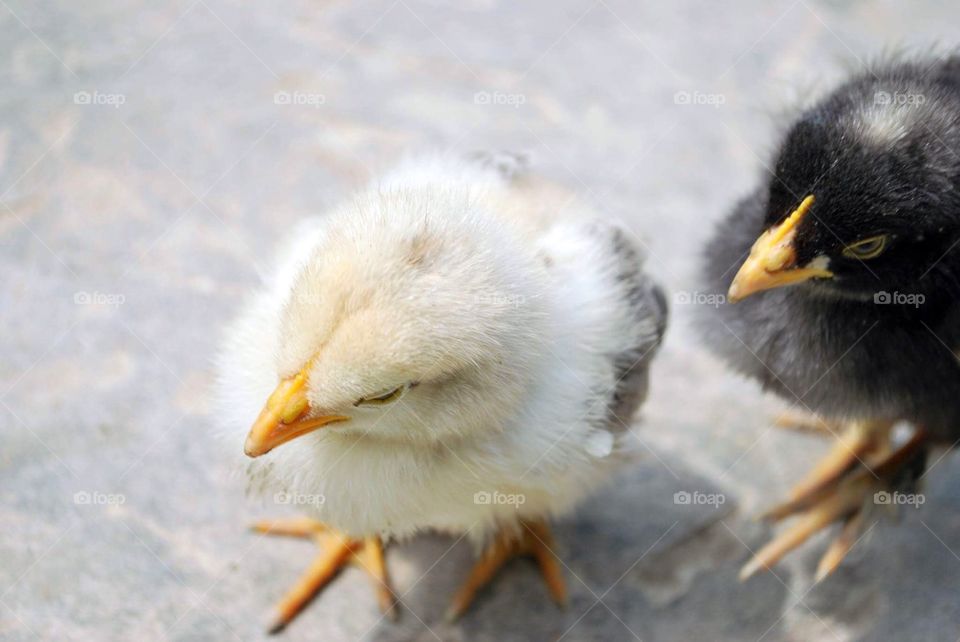 Two little chickens on a walk