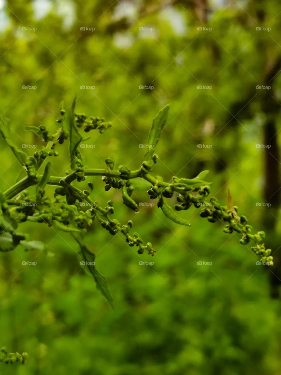 Greenary unlimited