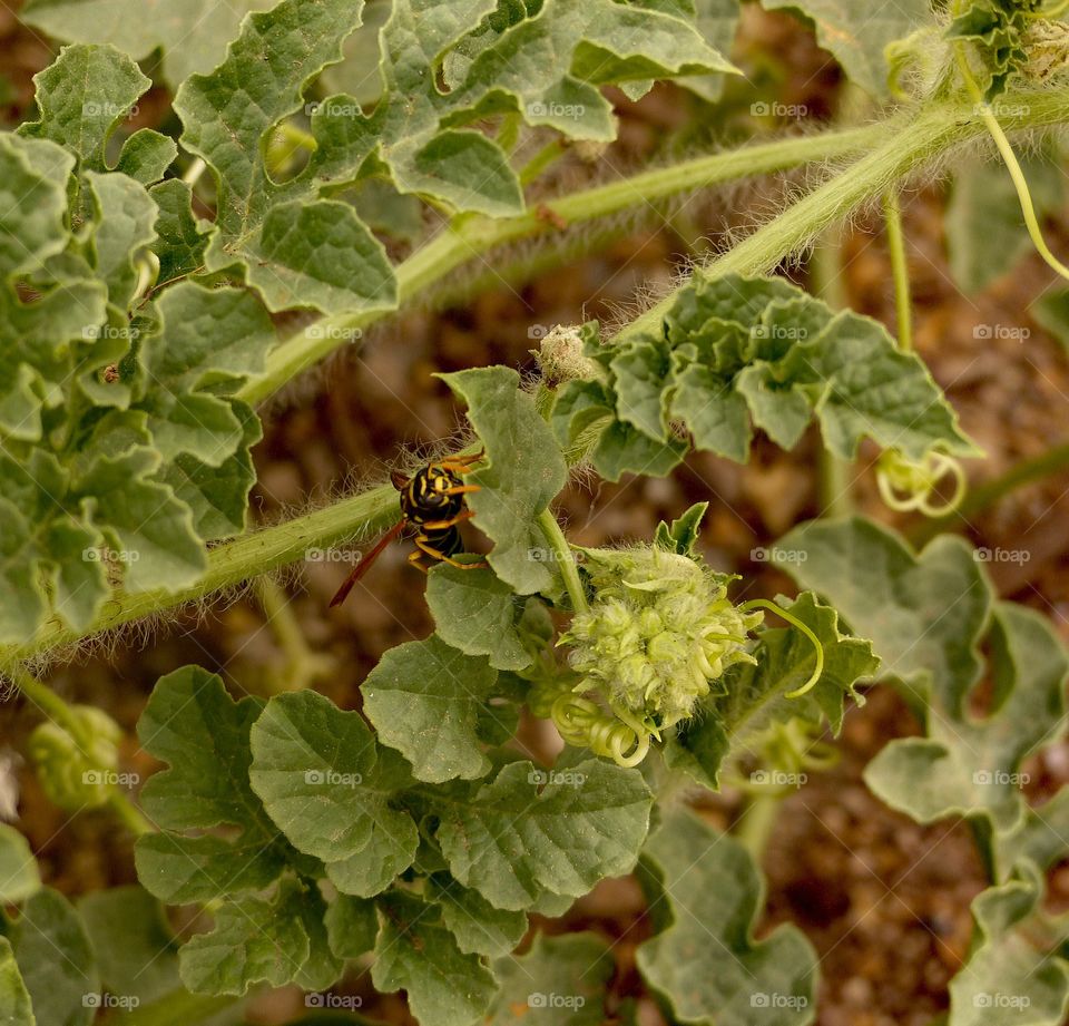 Yellow jacket in a watermelon plant