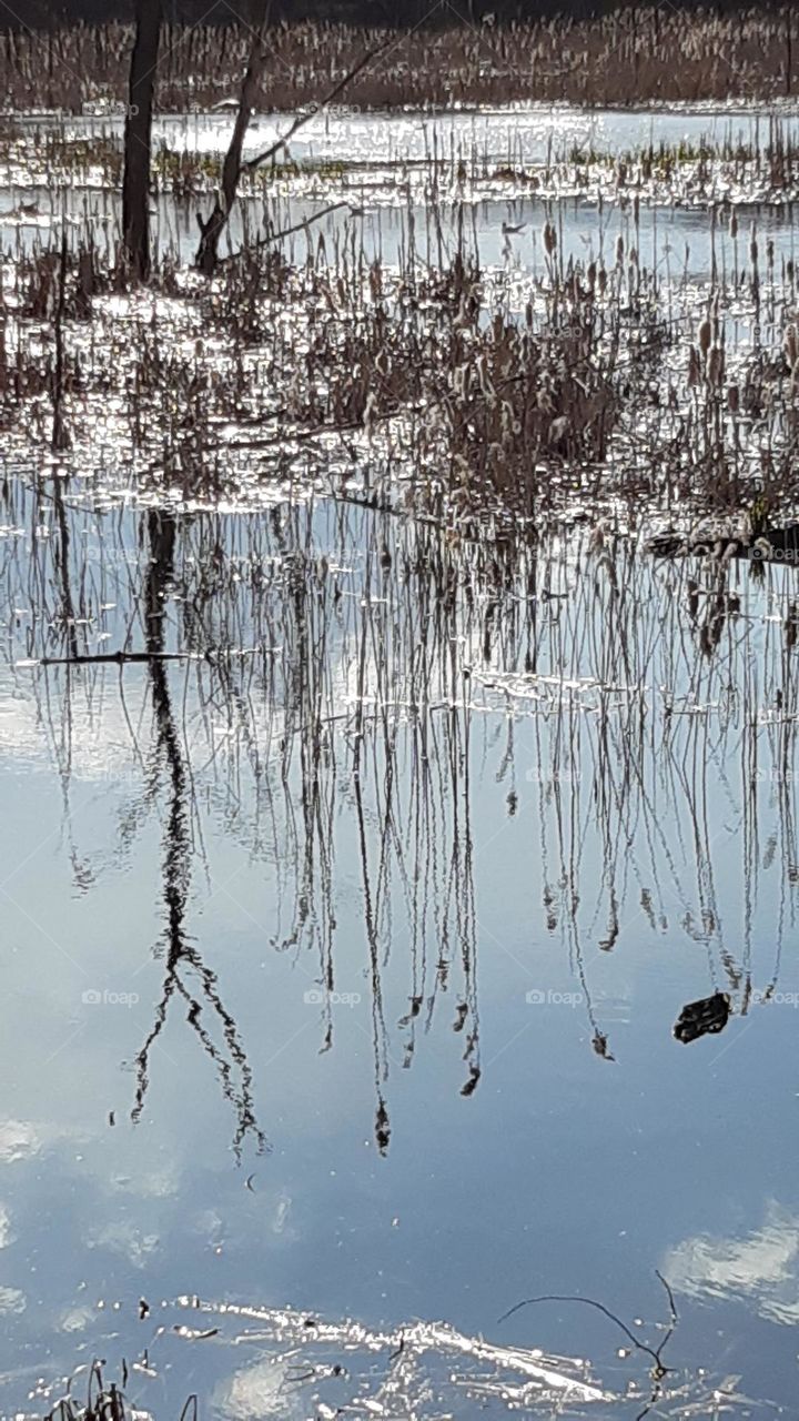 sky, tree and dry grass reflected in the water, calm, blue, gray, sparkling, sparkling water
