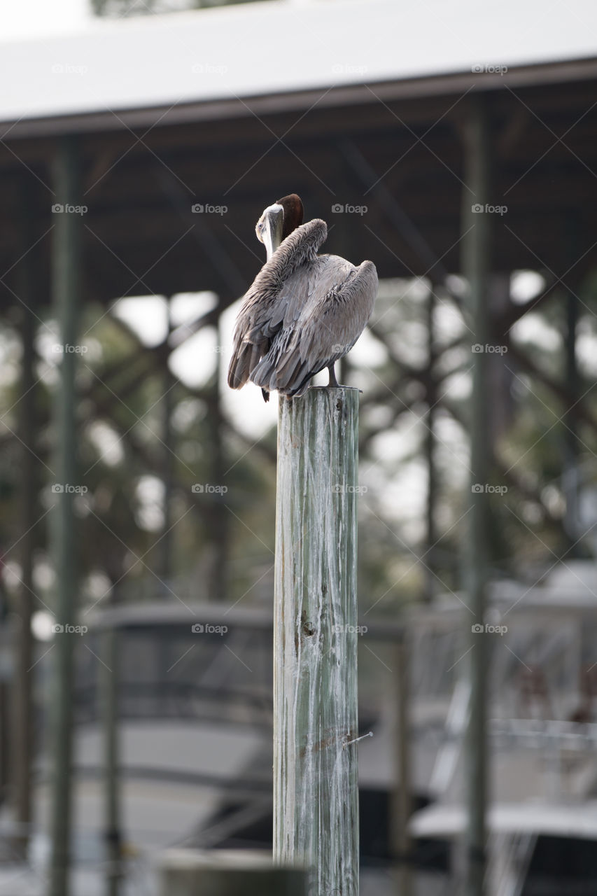 Bird, No Person, Wildlife, Nature, Outdoors