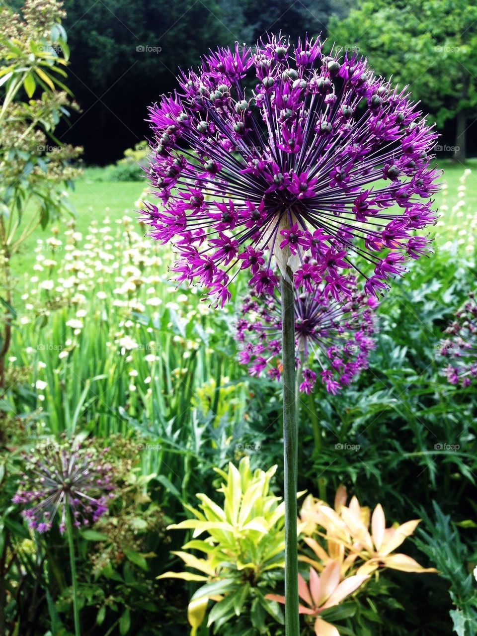 Purple dandelion!
