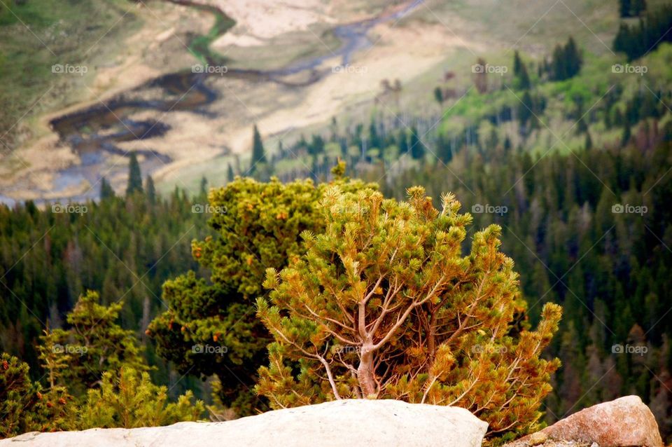 RMNP