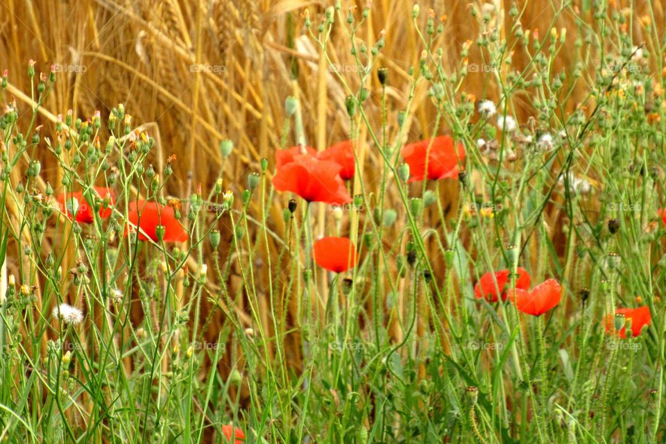 poppies