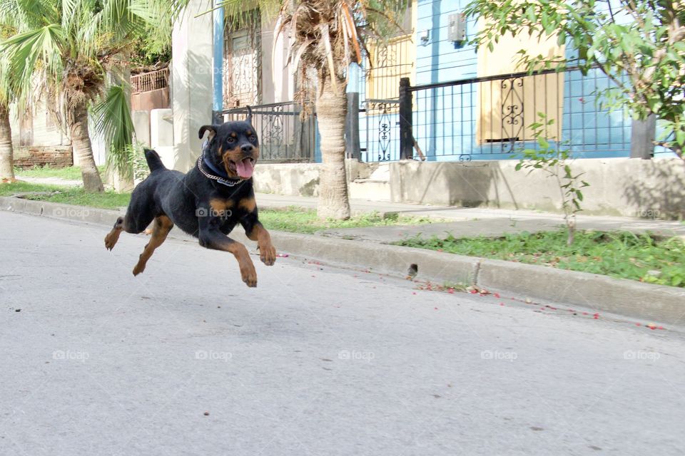 Rottweiler Training