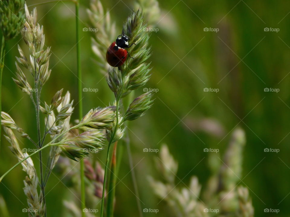 Ladybird in a meadow