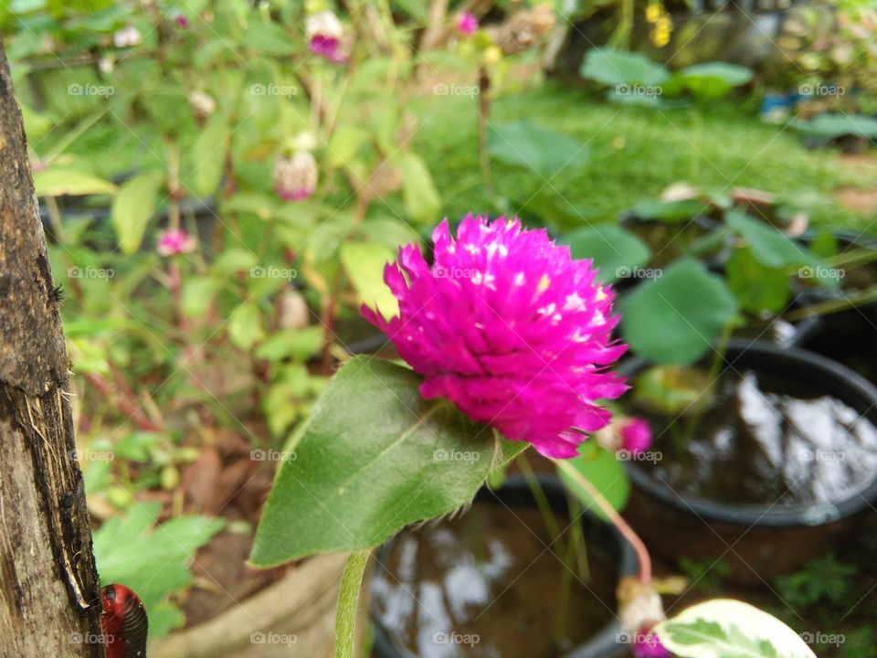 nice purple color folwer of sri lanka