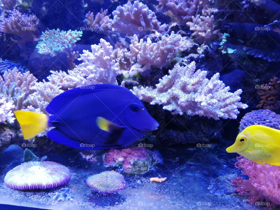 рыбки море кораллы