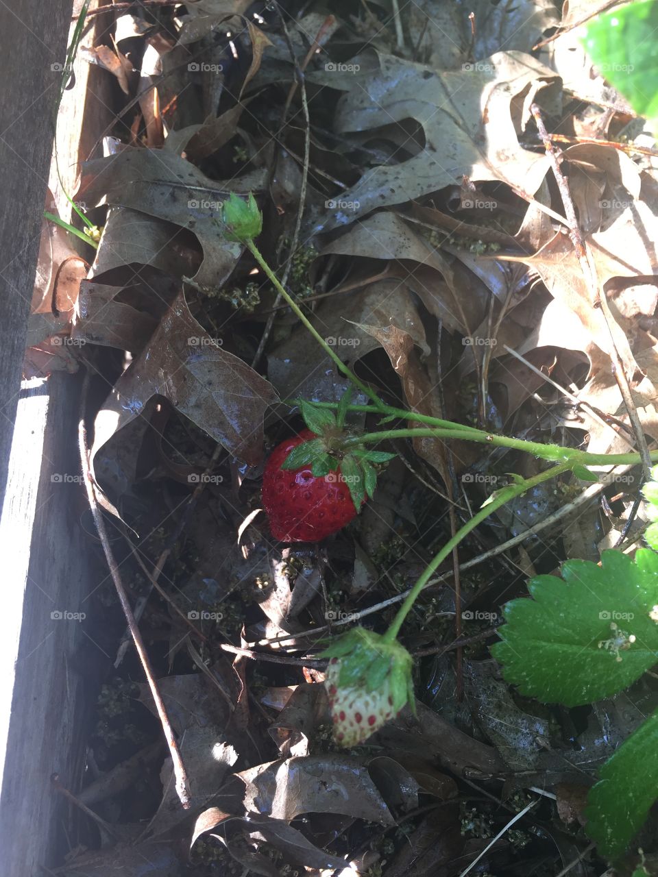 Colorful berries 
First strawberries of the year 