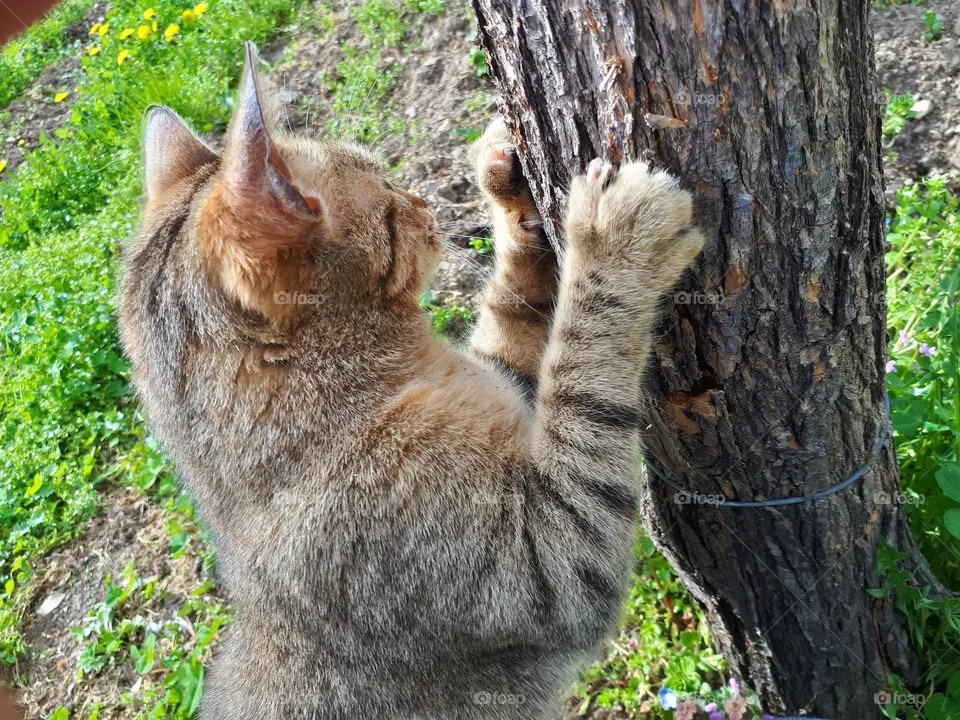 my cat