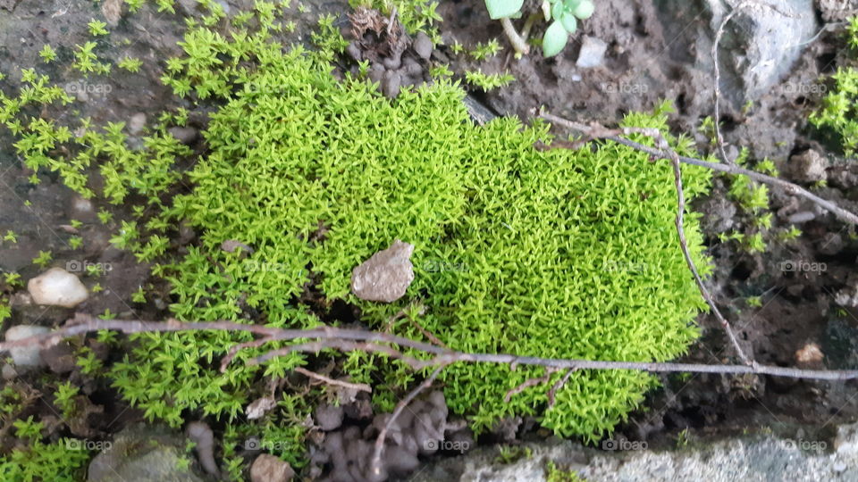Green grass moss in the garden