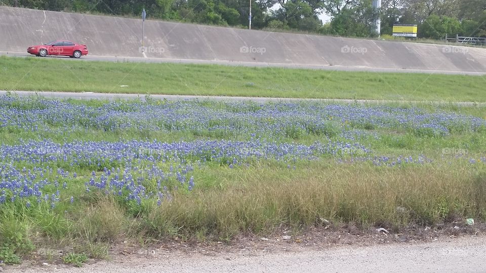 Bluebonnet on the highway. In  San Antonio Texas on loop 1604