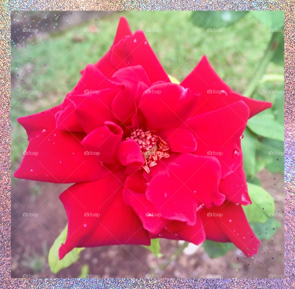 🌹 🇺🇸 Very beautiful flowers to brighten our day.  Live nature and its beauty. Did you like the delicate petals? / 🇧🇷 Flores muito bonitas para alegrar nosso dia. Viva a natureza e sua beleza. Gostaram das pétalas delicadas? 