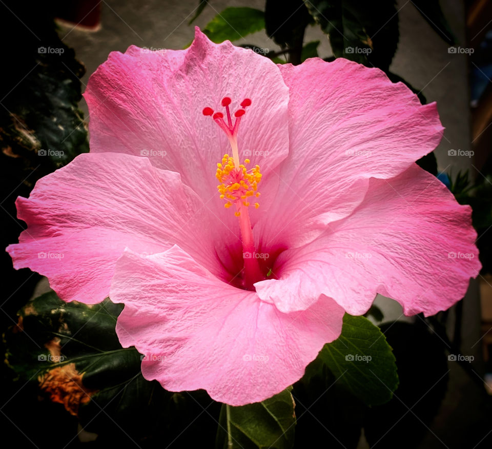 Closeup of a pink hibiscus flower