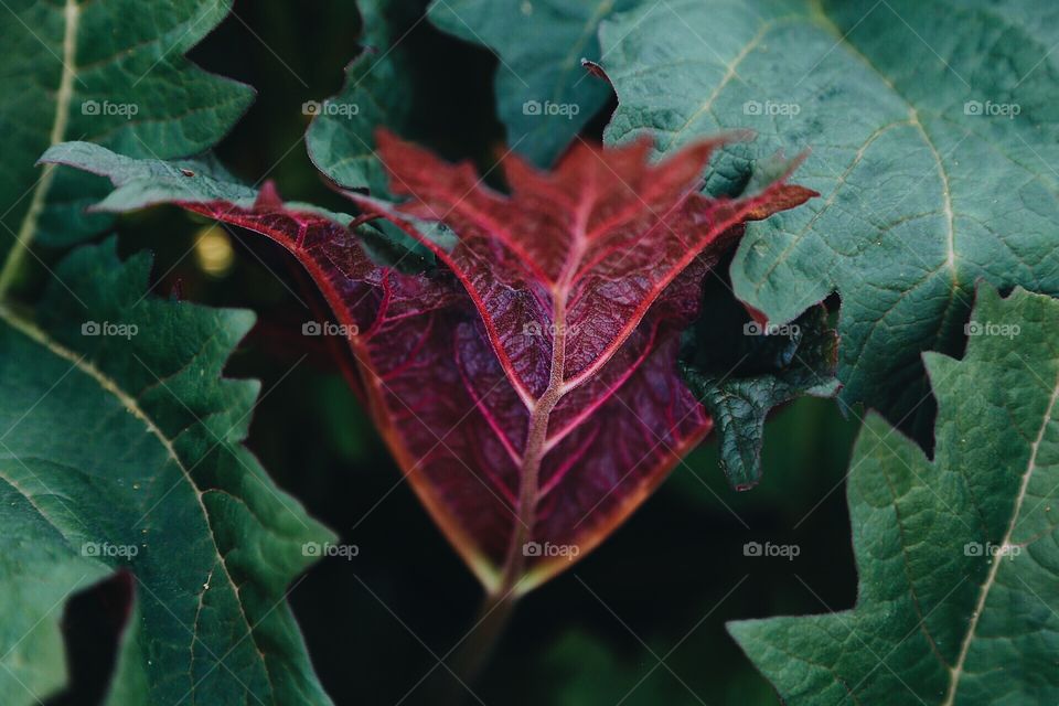 A purple leaf