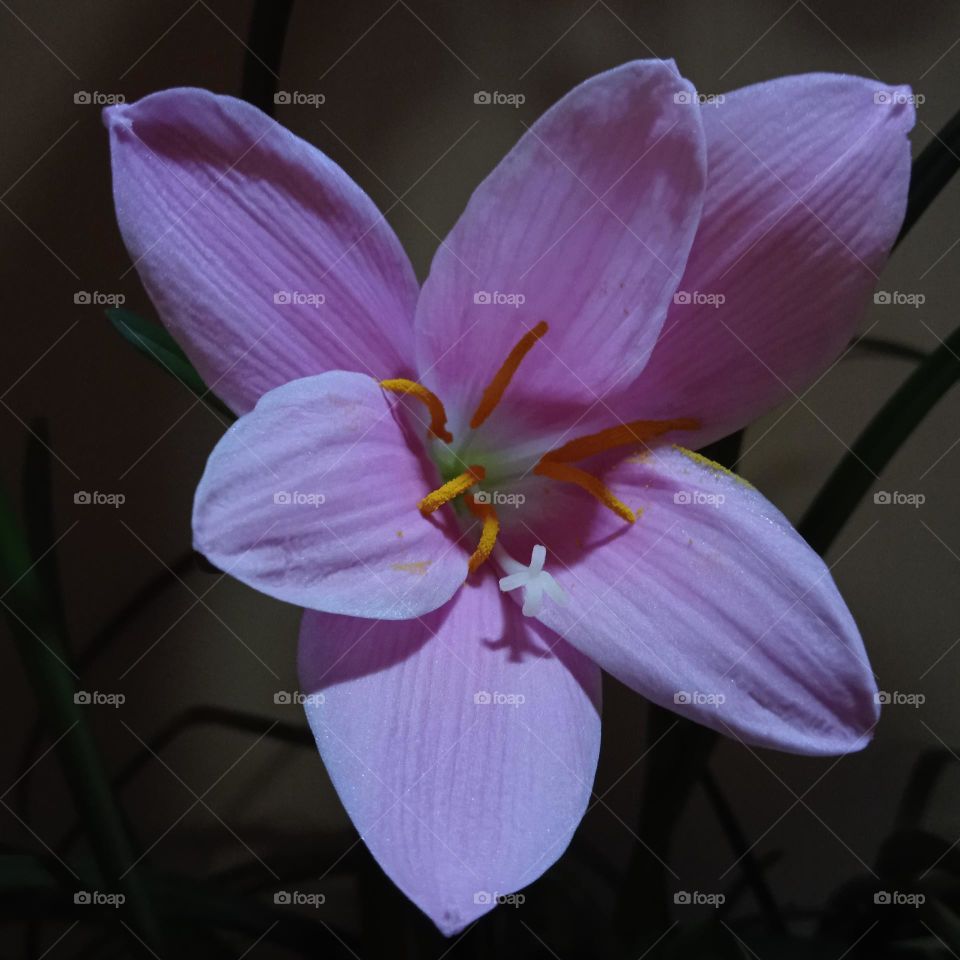 Zephyranthes carinata