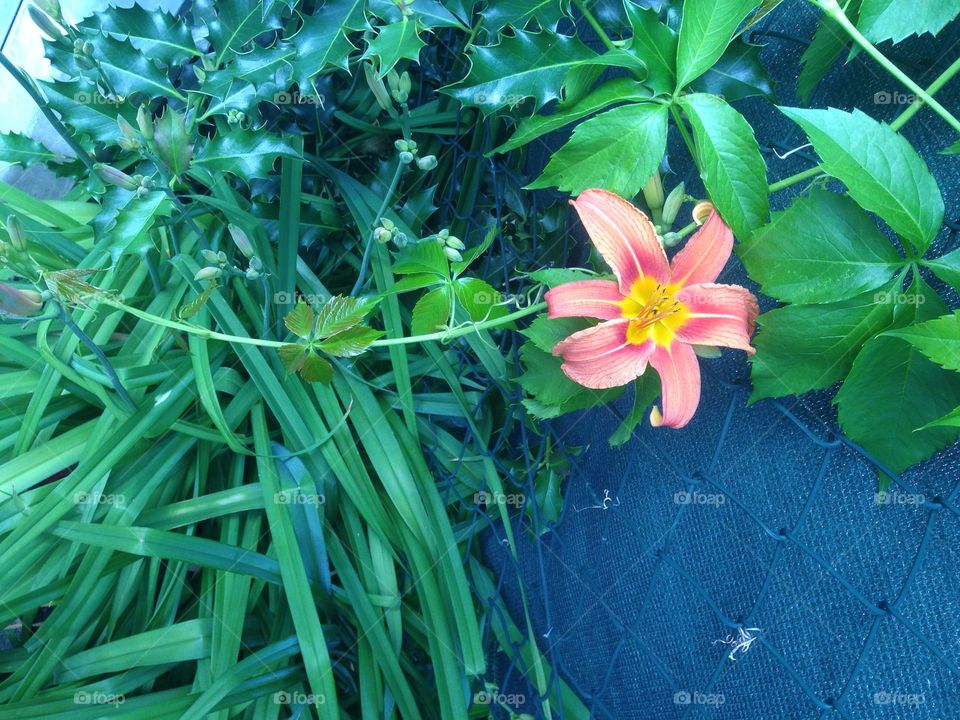 Flower 
