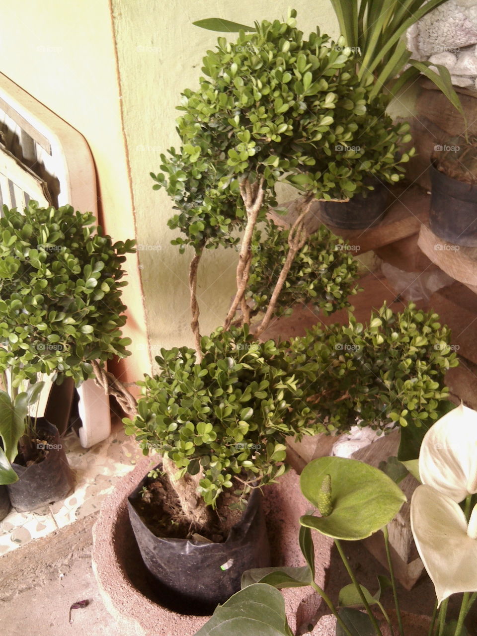 Nursery of tropical plants and cacti