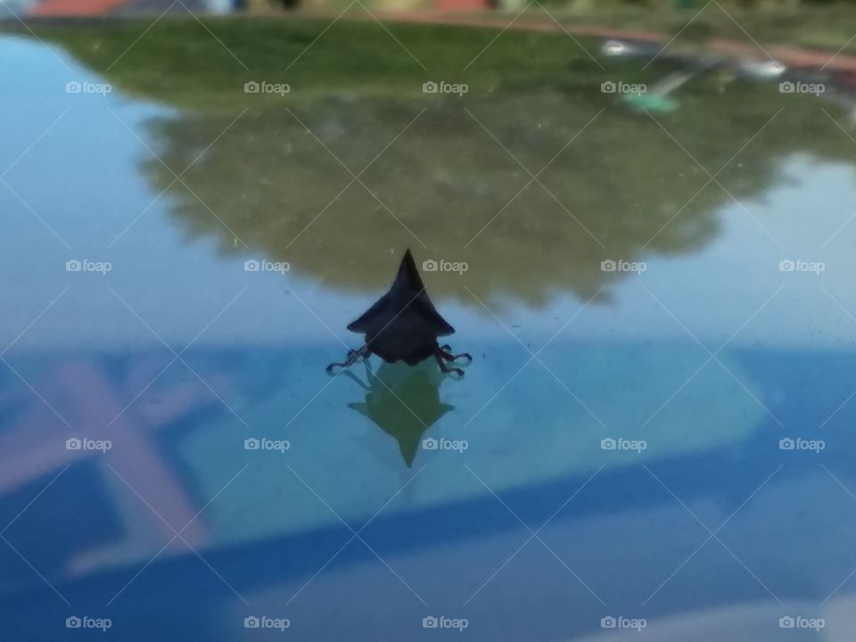 bug on windshield