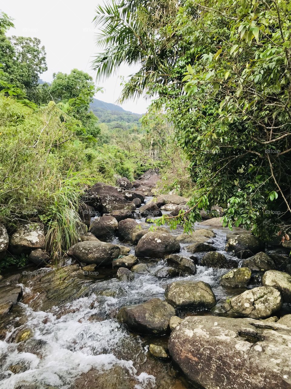 Sri lankan sinharaje rainforest best natural pleases 