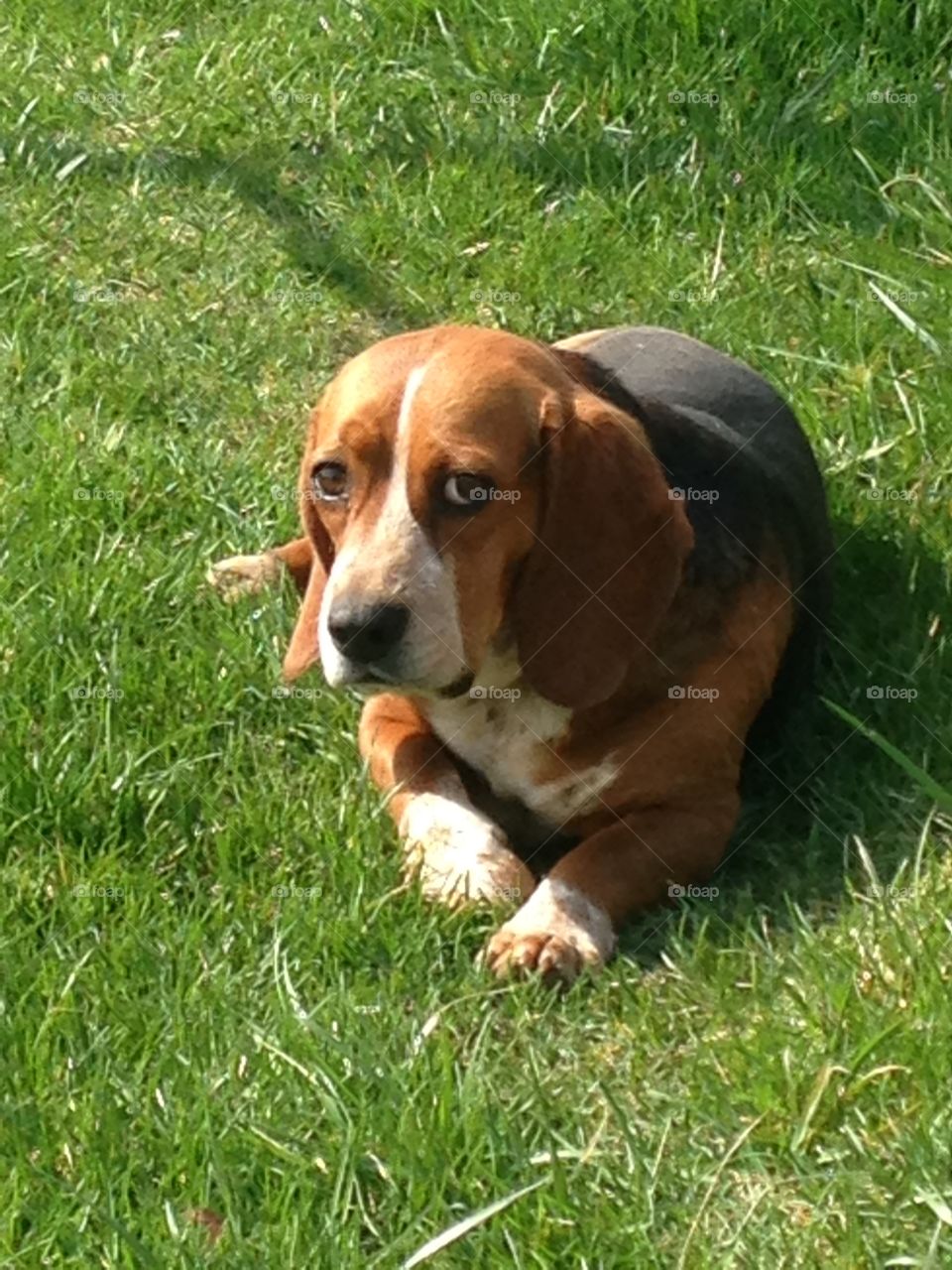 Ranger the Beagle taking a break
