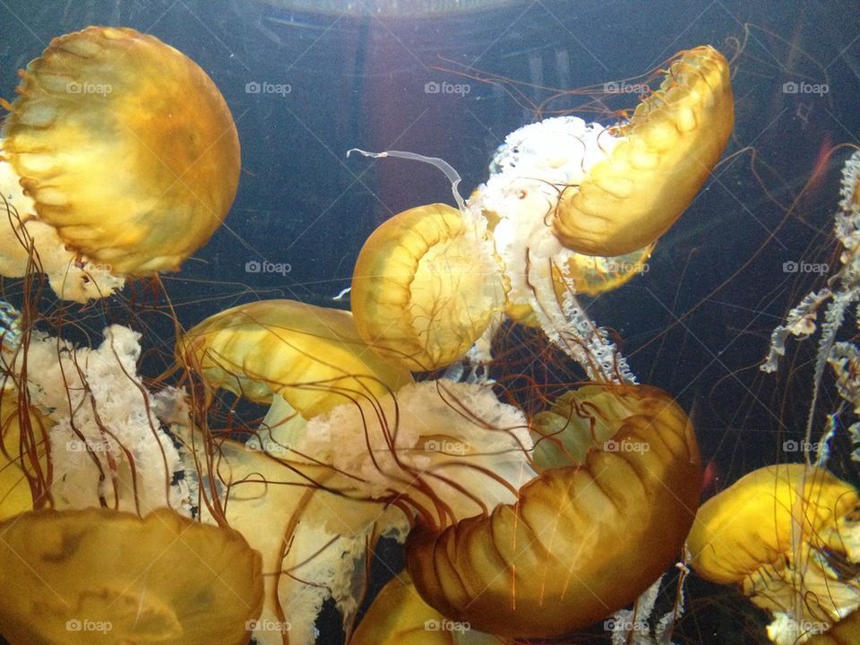 Jellyfish