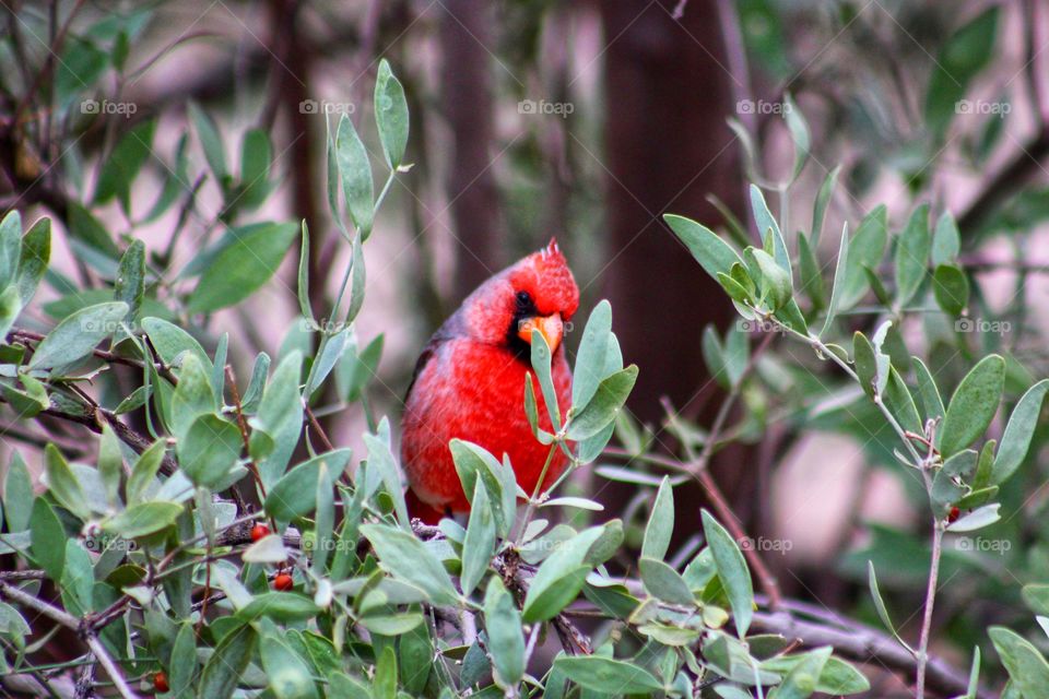 Arizona cardinal 