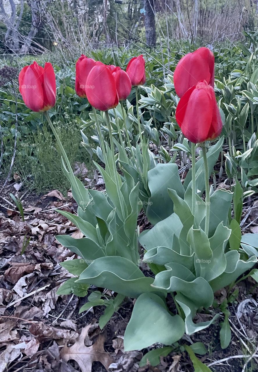 Striking dark pink tulips bloom vibrantly in a public garden, their bold color contrasting beautifully with the rich greens of the leaves and earthy browns of the natural surroundings.