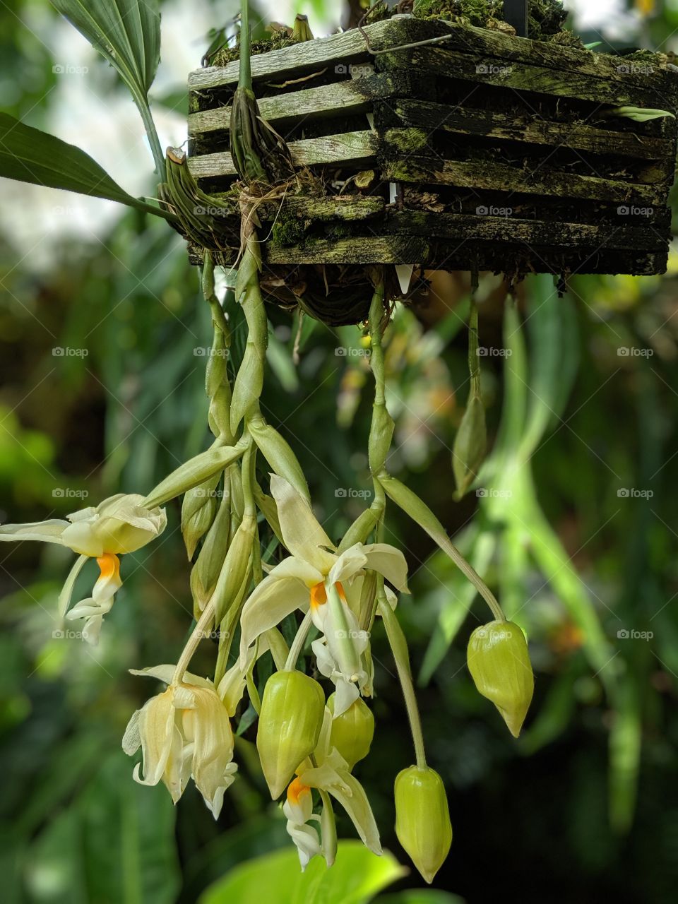 Basket of Orchids