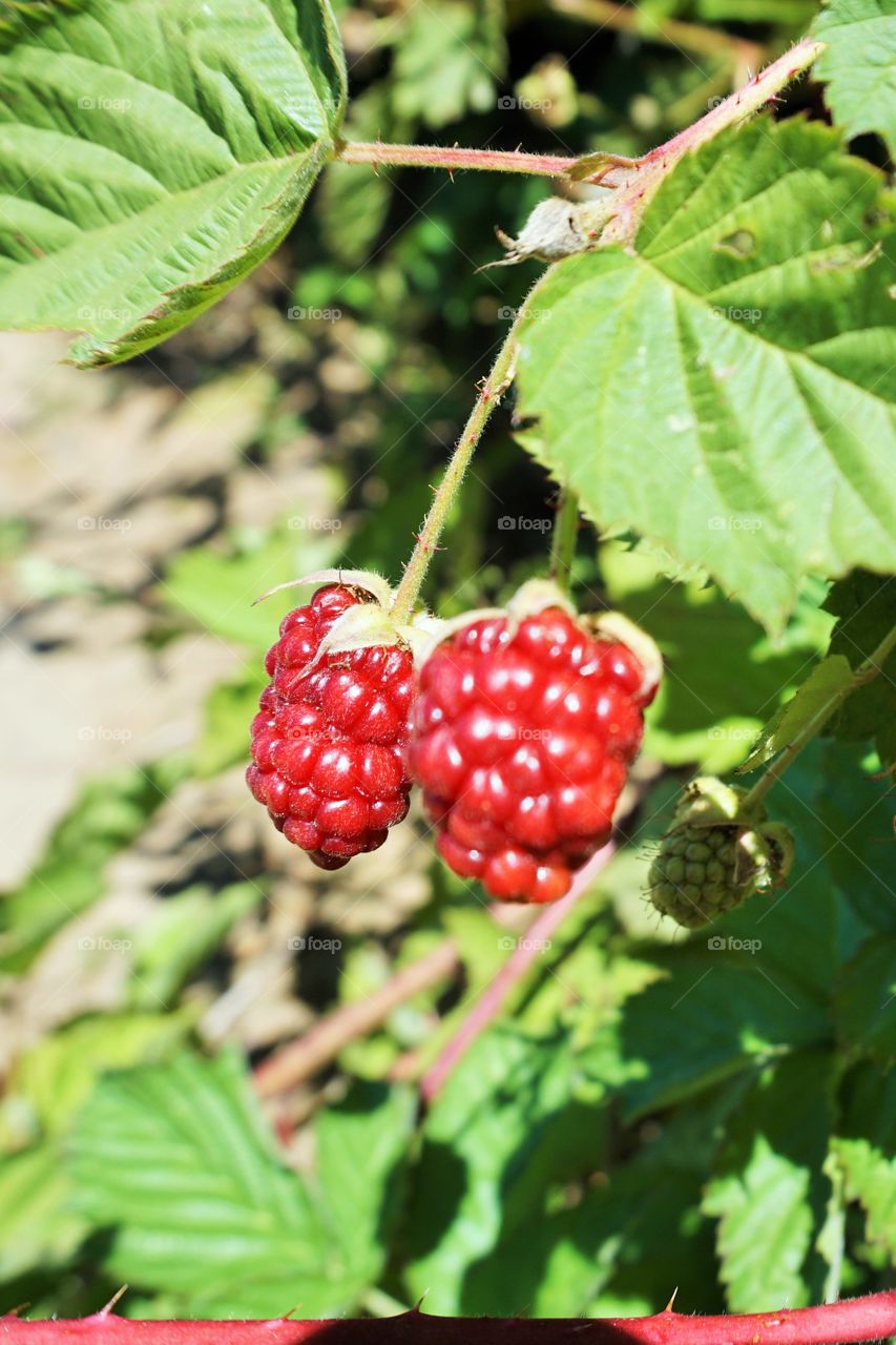 Summer Treats. My neighbor's garden is scrumptious. These half bloomed Marion berries look good enough to eat already!