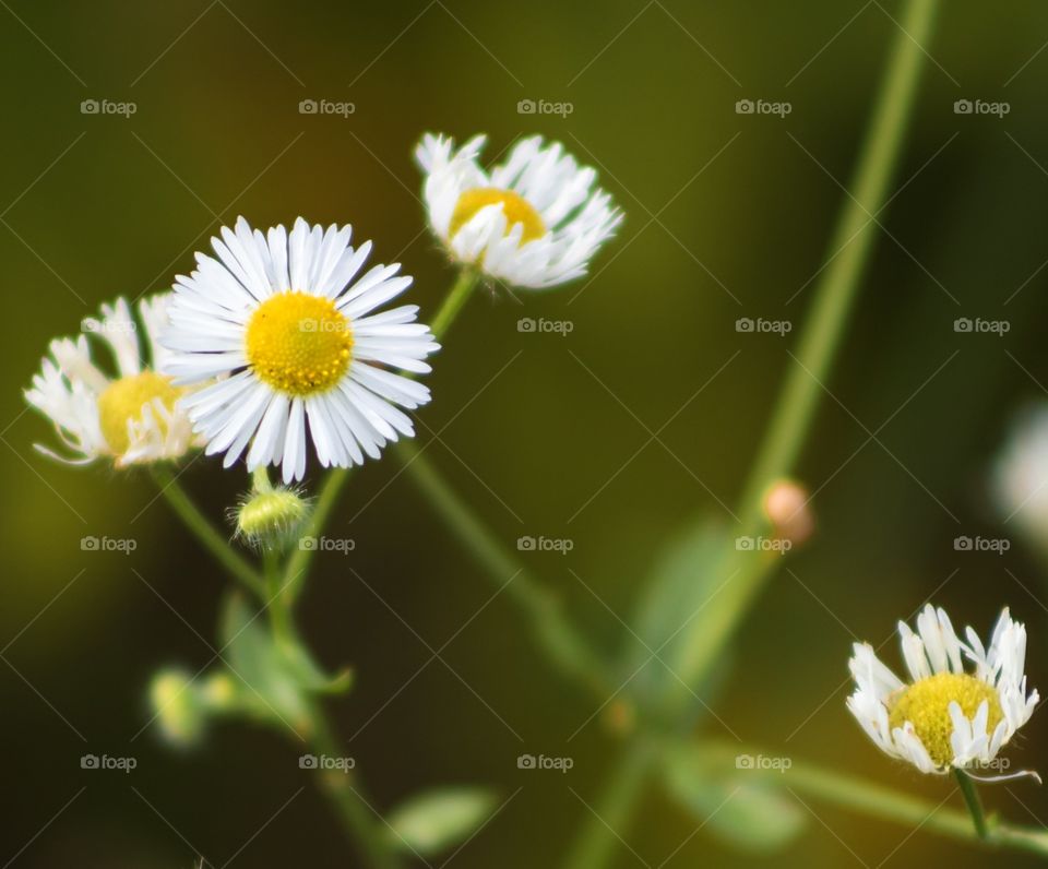 Tiny yellow and white flowers