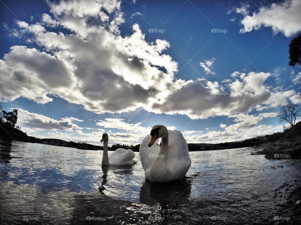 Swans. Kalvøya, near Oslo