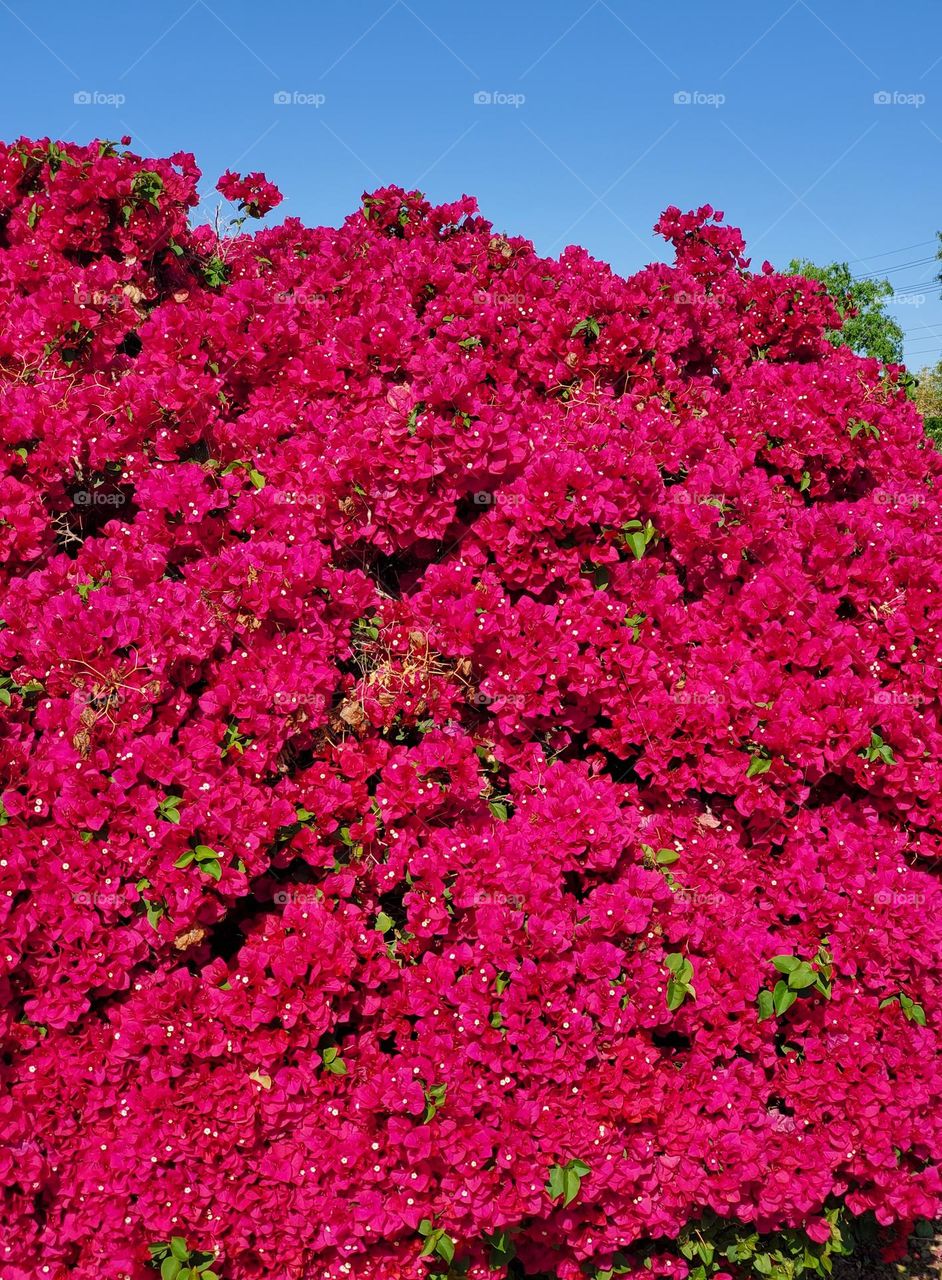 Bougainvillea in Full Bloom