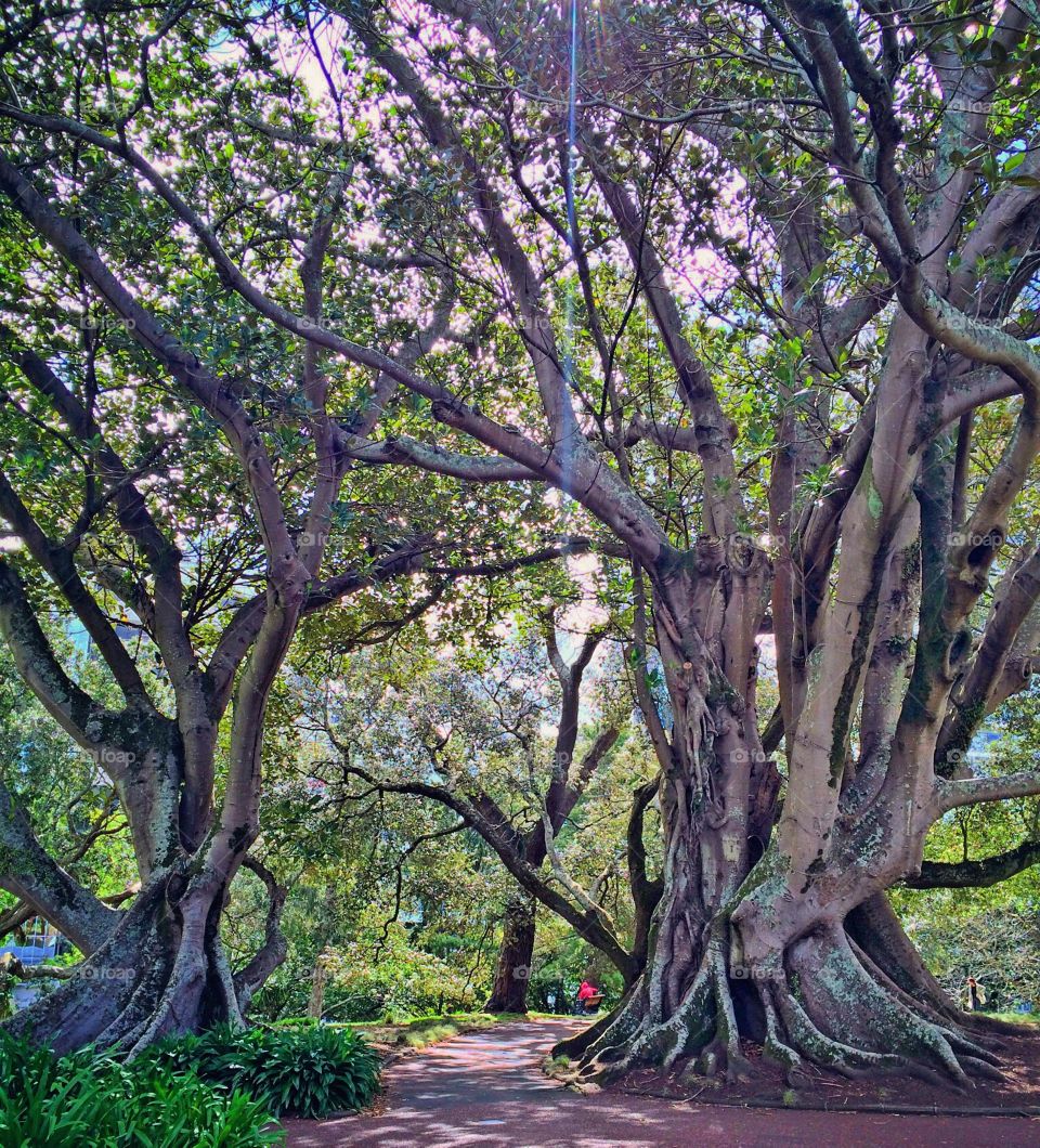 Spring Maple Bay Fig Trees. Beautiful Trees in Albert Park, Auckland