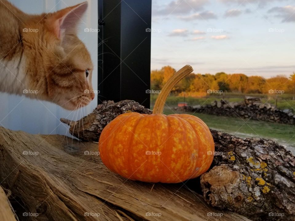 What is this? A orange tabby cat looking at a pumpkin on a wood pile in autumn