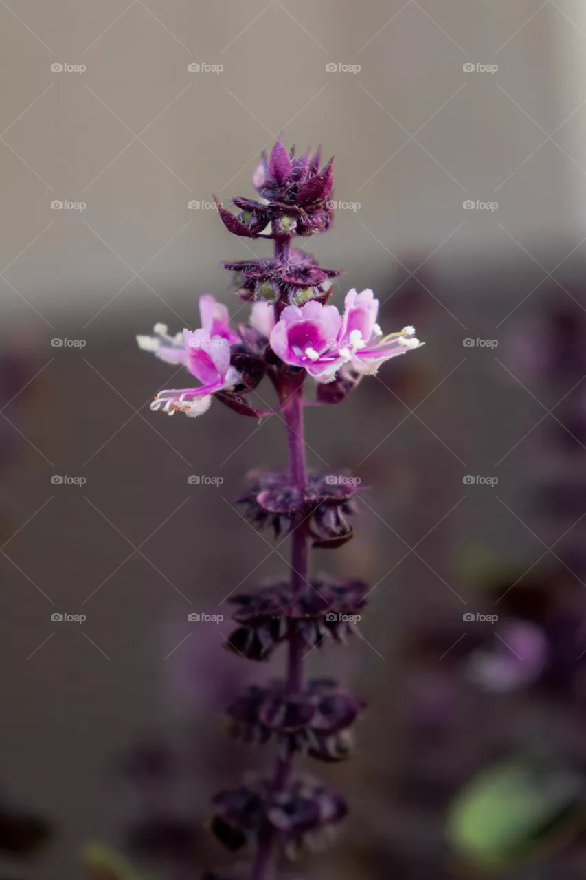 little purple flower