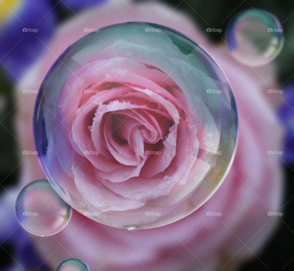 frozen
Pink 
Rose
soap bubble