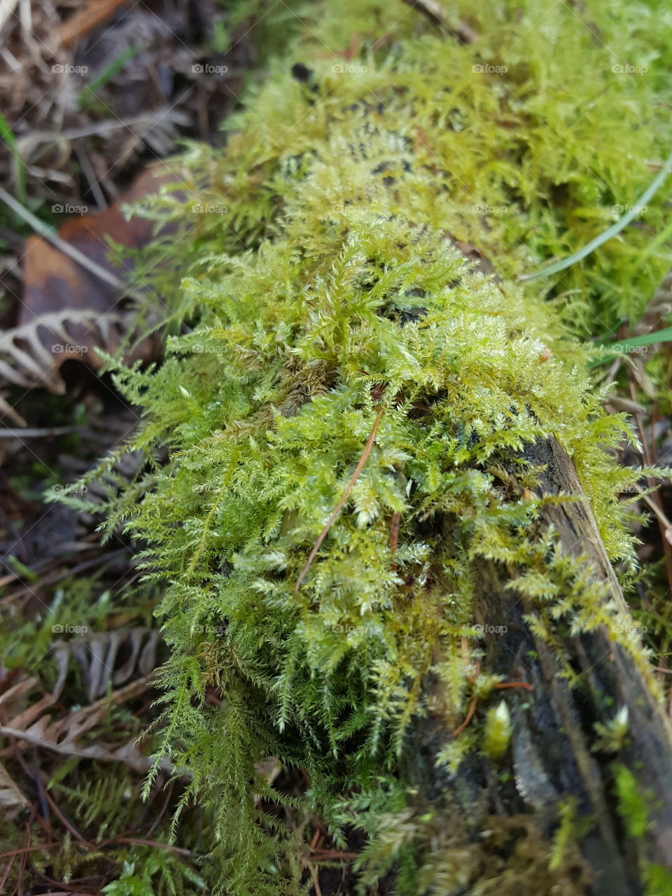 woodland moss