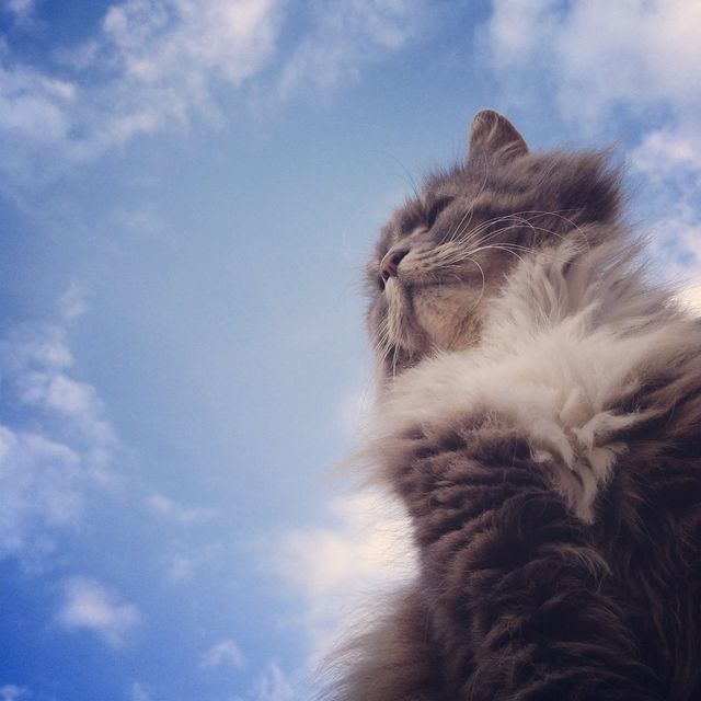 cat