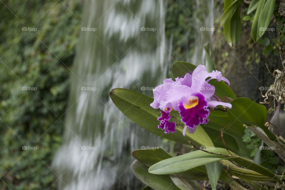 flower waterfall orchid majestic by toddalbert