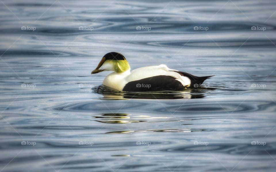 Common Eider Maine